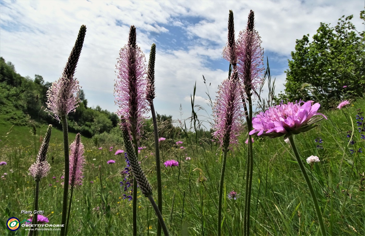 33 Bei fiori di prato .JPG